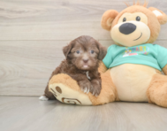 8 week old Shih Poo Puppy For Sale - Florida Fur Babies
