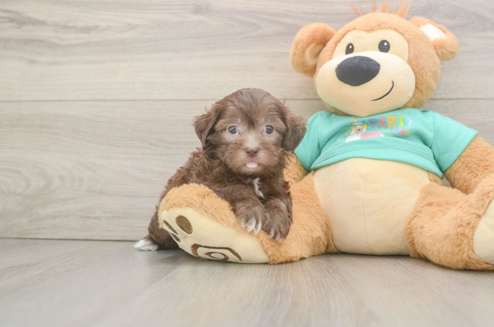 6 week old Shih Poo Puppy For Sale - Florida Fur Babies