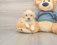 7 week old Shih Poo Puppy For Sale - Florida Fur Babies