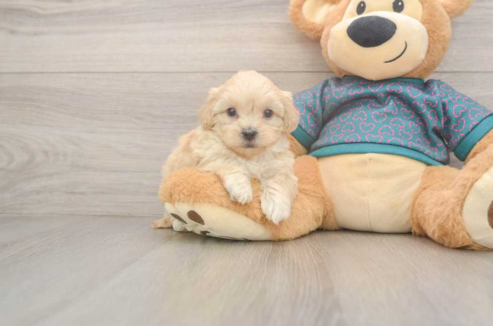 5 week old Shih Poo Puppy For Sale - Florida Fur Babies