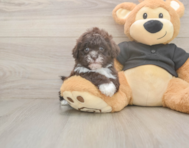 6 week old Shih Poo Puppy For Sale - Florida Fur Babies