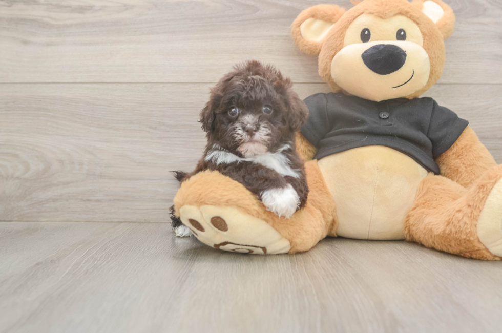 5 week old Shih Poo Puppy For Sale - Florida Fur Babies