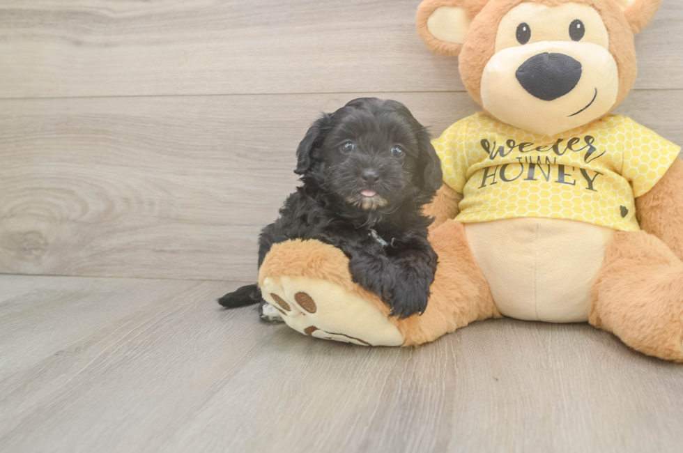 5 week old Shih Poo Puppy For Sale - Florida Fur Babies