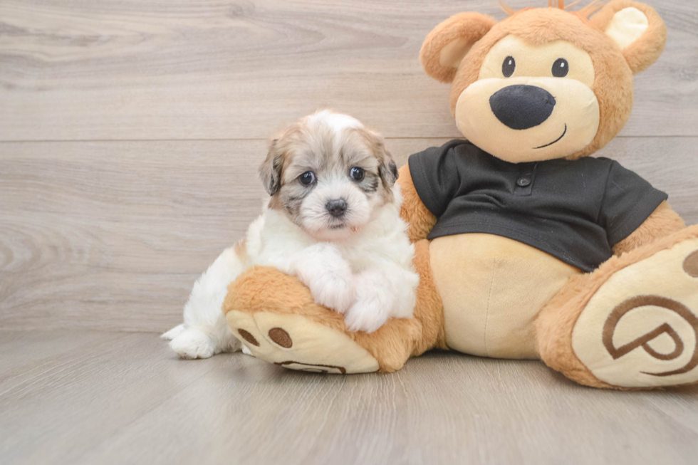 Shih Poo Pup Being Cute