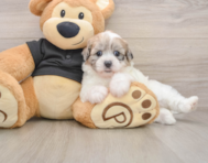 8 week old Shih Poo Puppy For Sale - Florida Fur Babies