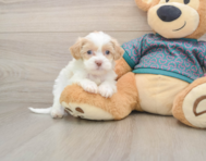 8 week old Shih Poo Puppy For Sale - Florida Fur Babies