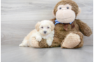 Meet Abby - our Shih Poo Puppy Photo 2/3 - Florida Fur Babies
