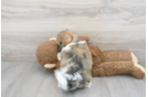 Meet Abby - our Shih Poo Puppy Photo 3/3 - Florida Fur Babies