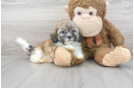 Meet Abby - our Shih Poo Puppy Photo 1/3 - Florida Fur Babies