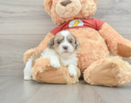 7 week old Shih Poo Puppy For Sale - Florida Fur Babies