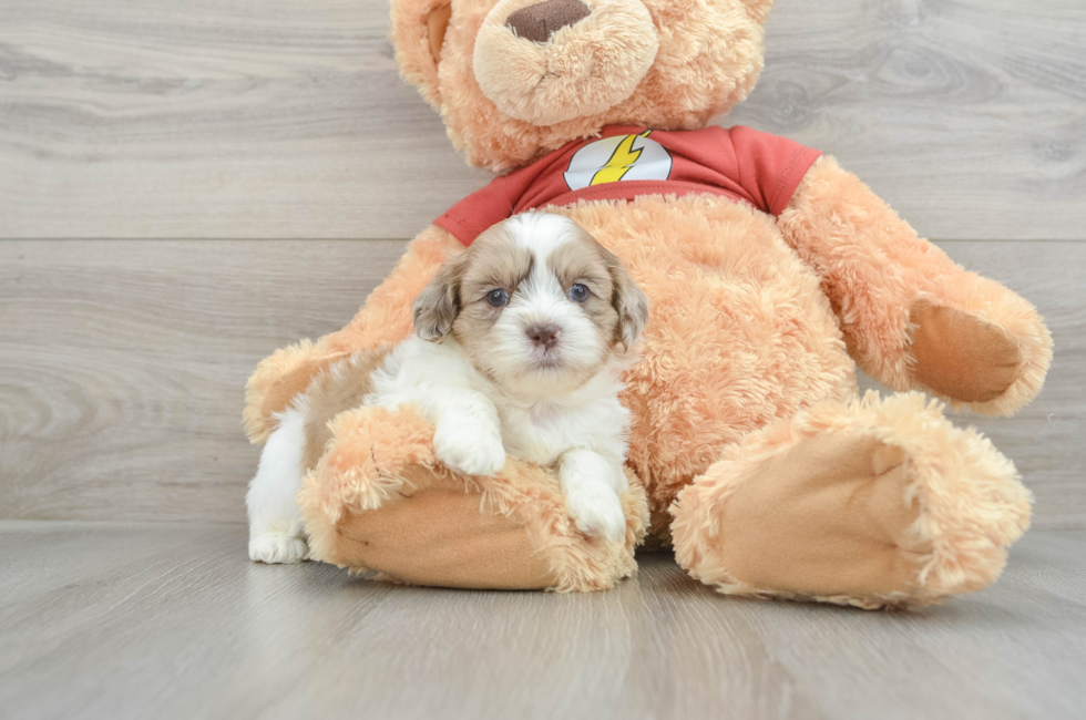 7 week old Shih Poo Puppy For Sale - Florida Fur Babies