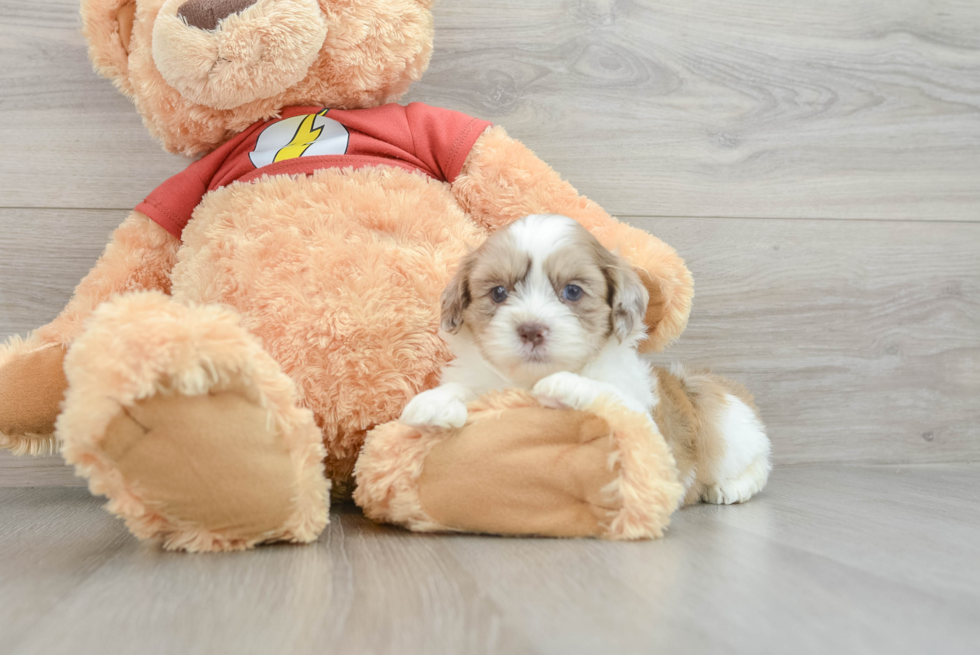 Best Shih Poo Baby