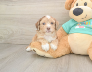 7 week old Shih Poo Puppy For Sale - Florida Fur Babies