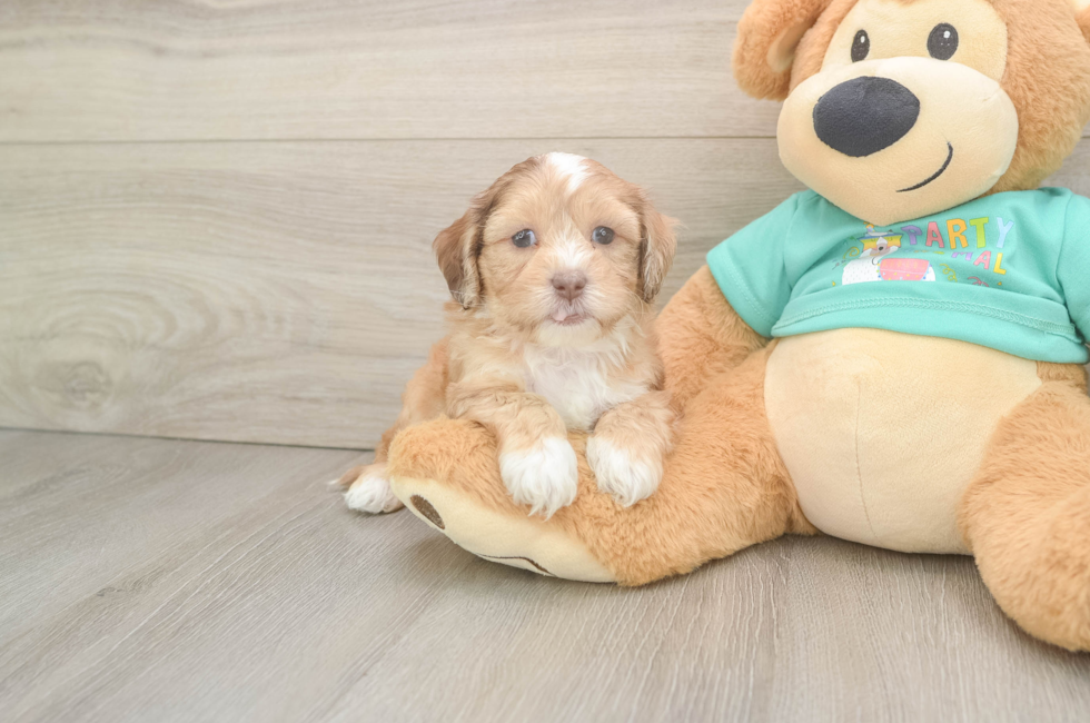 6 week old Shih Poo Puppy For Sale - Florida Fur Babies