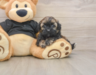 9 week old Shih Poo Puppy For Sale - Florida Fur Babies