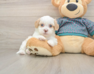 7 week old Shih Poo Puppy For Sale - Florida Fur Babies