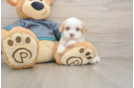 Best Shih Poo Baby