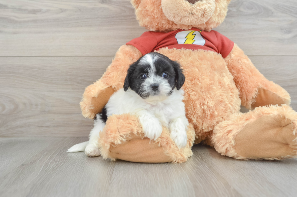 7 week old Shih Poo Puppy For Sale - Florida Fur Babies