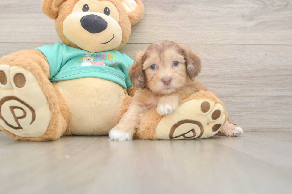 6 week old Shih Poo Puppy For Sale - Florida Fur Babies