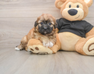 7 week old Shih Poo Puppy For Sale - Florida Fur Babies