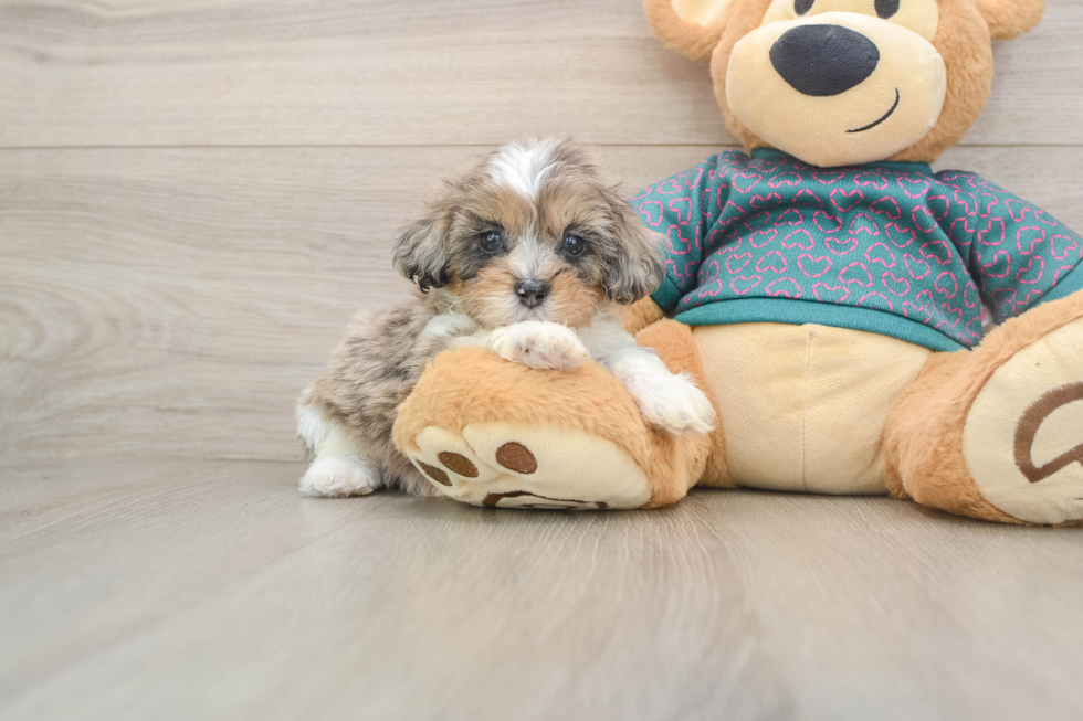 Best Shih Poo Baby