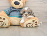 8 week old Shih Poo Puppy For Sale - Florida Fur Babies