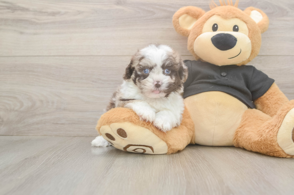 5 week old Shih Poo Puppy For Sale - Florida Fur Babies