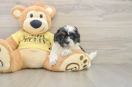 Adorable Shihpoo Poodle Mix Puppy