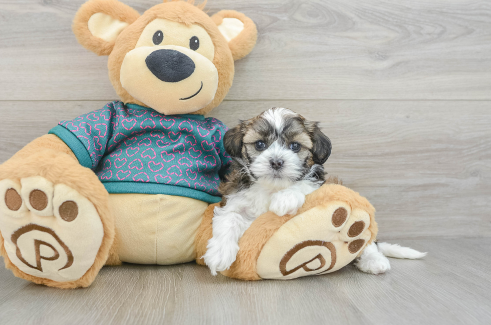 5 week old Shih Poo Puppy For Sale - Florida Fur Babies
