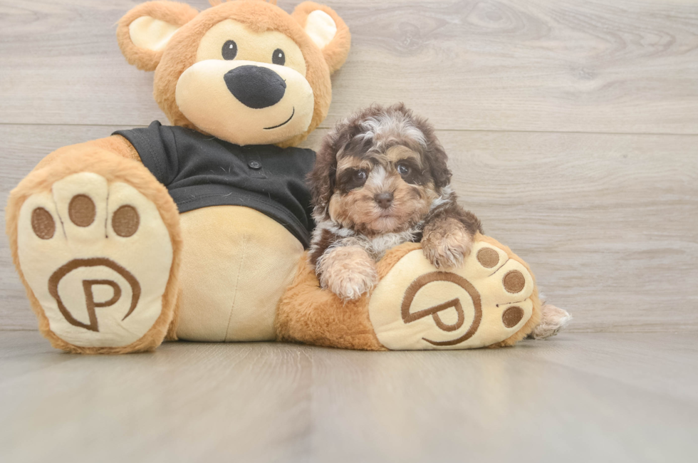 5 week old Shih Poo Puppy For Sale - Florida Fur Babies