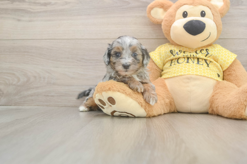 5 week old Shih Poo Puppy For Sale - Florida Fur Babies