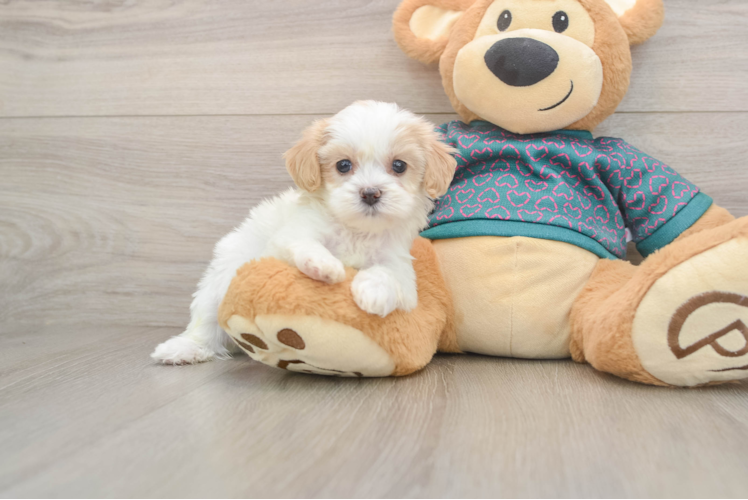 Shih Poo Pup Being Cute