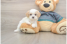 Shih Poo Pup Being Cute