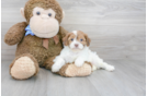 Meet Adele - our Shih Poo Puppy Photo 1/3 - Florida Fur Babies