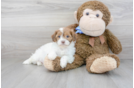 Meet Adele - our Shih Poo Puppy Photo 2/3 - Florida Fur Babies