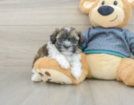 7 week old Shih Poo Puppy For Sale - Florida Fur Babies