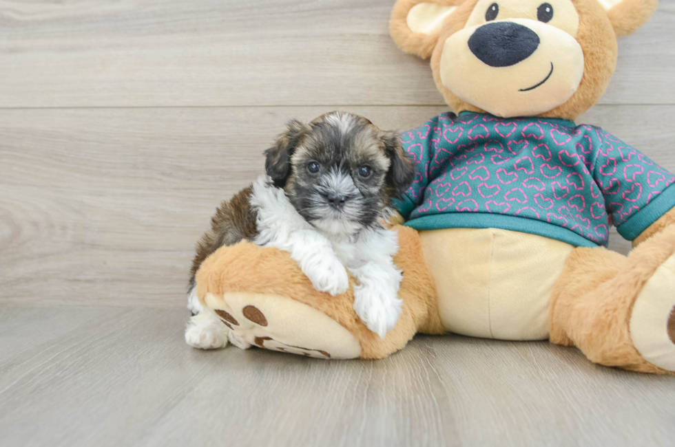 5 week old Shih Poo Puppy For Sale - Florida Fur Babies