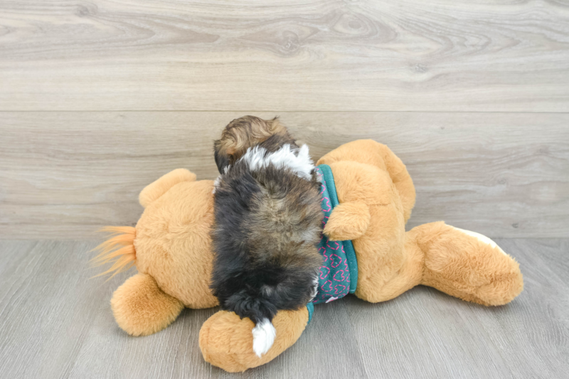 Meet Aiden - our Shih Poo Puppy Photo 2/3 - Florida Fur Babies