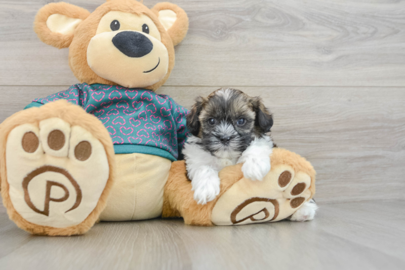 Meet Aiden - our Shih Poo Puppy Photo 3/3 - Florida Fur Babies