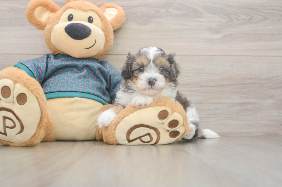 5 week old Shih Poo Puppy For Sale - Florida Fur Babies