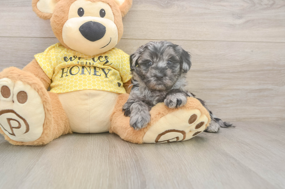 5 week old Shih Poo Puppy For Sale - Florida Fur Babies