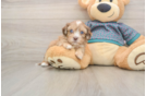 Shih Poo Pup Being Cute