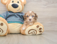 8 week old Shih Poo Puppy For Sale - Florida Fur Babies