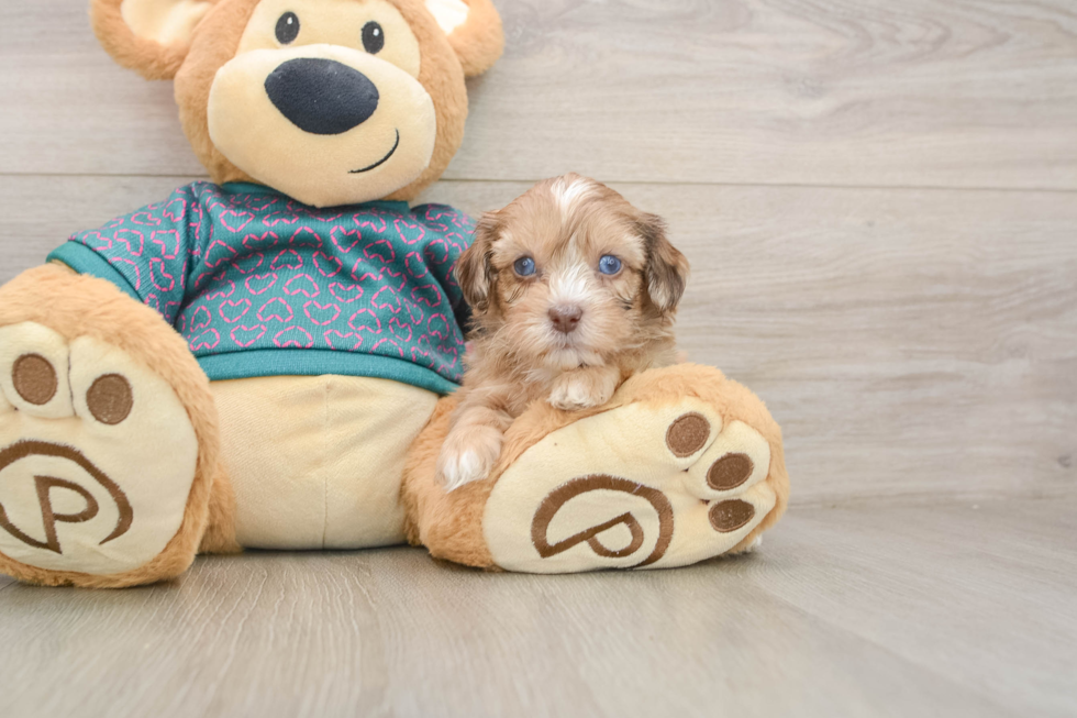 Shih Poo Pup Being Cute