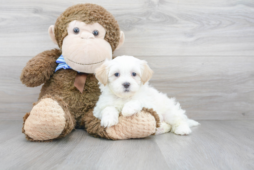 Shih Poo Pup Being Cute