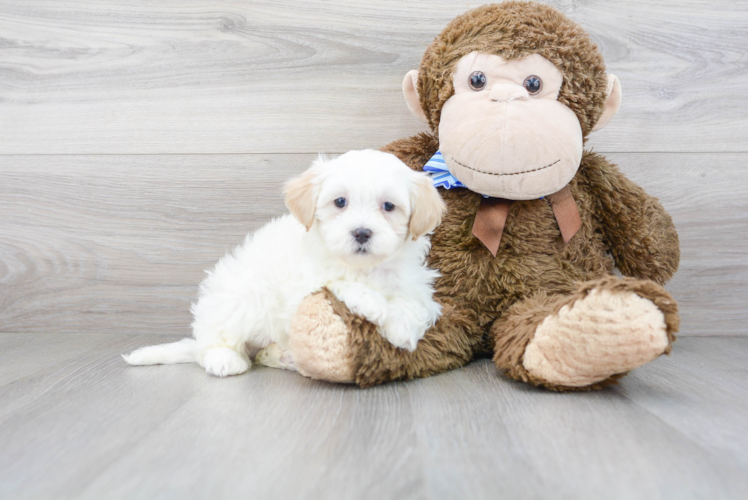 Best Shih Poo Baby