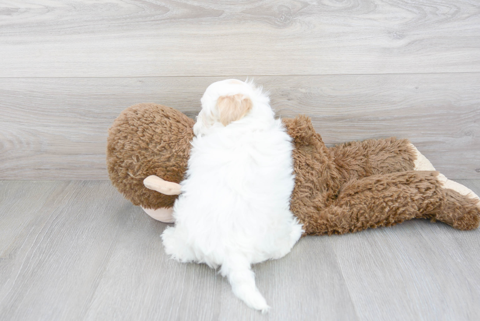 Cute Shih Poo Poodle Mix Pup