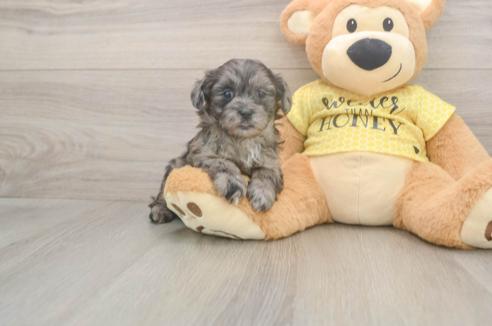 6 week old Shih Poo Puppy For Sale - Florida Fur Babies