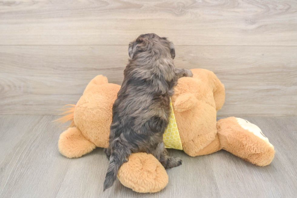 Shih Poo Pup Being Cute