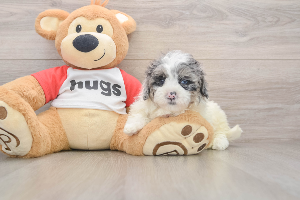 Shih Poo Pup Being Cute
